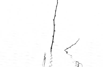 Spirit