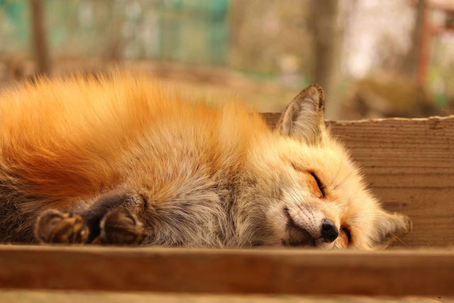 zao-fox-village-japan-29