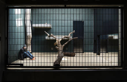 Human Zoo