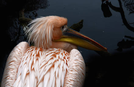 The elegance of the pelican