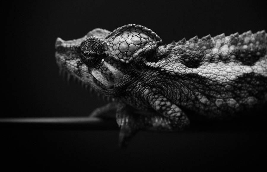 Animal Portraits by Vincent Lagrange