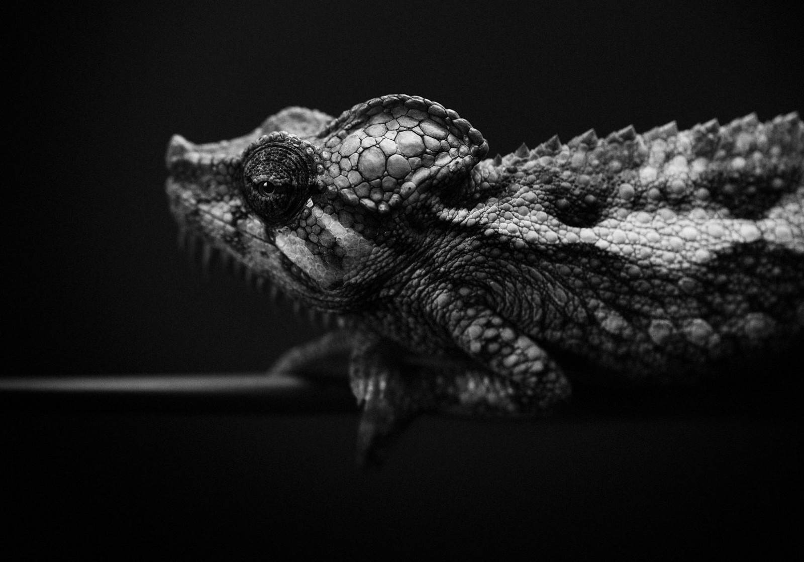 Animal Portraits by Vincent Lagrange_0