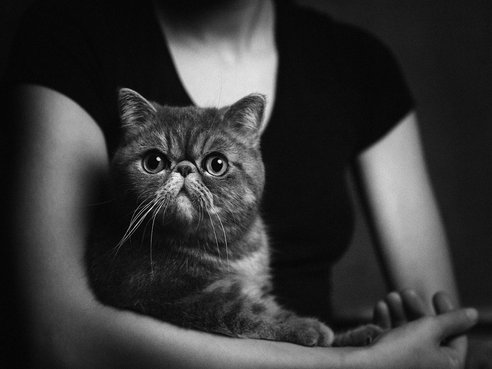 Animal Portraits by Vincent Lagrange_15