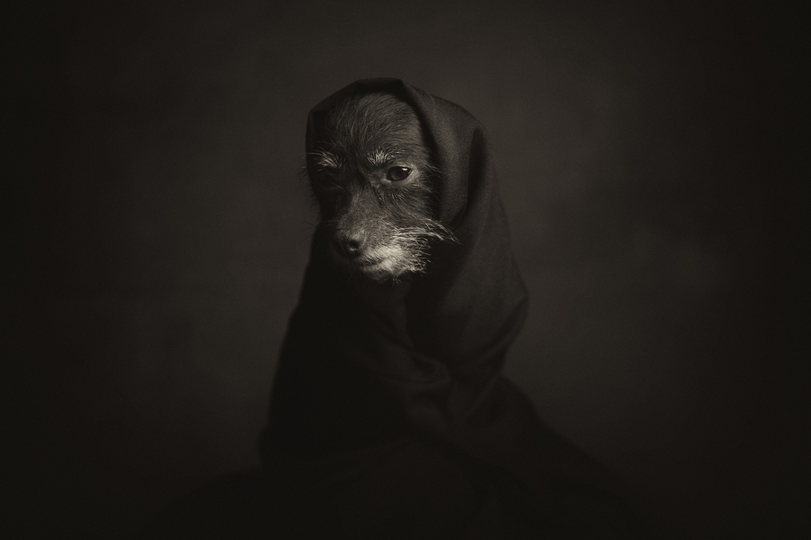 Animal Portraits by Vincent Lagrange_16