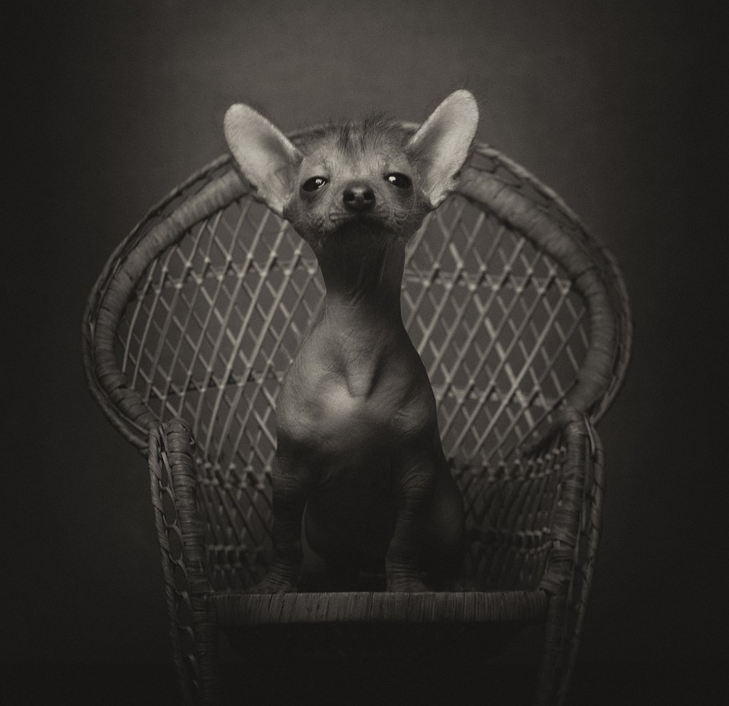 Animal Portraits by Vincent Lagrange_17