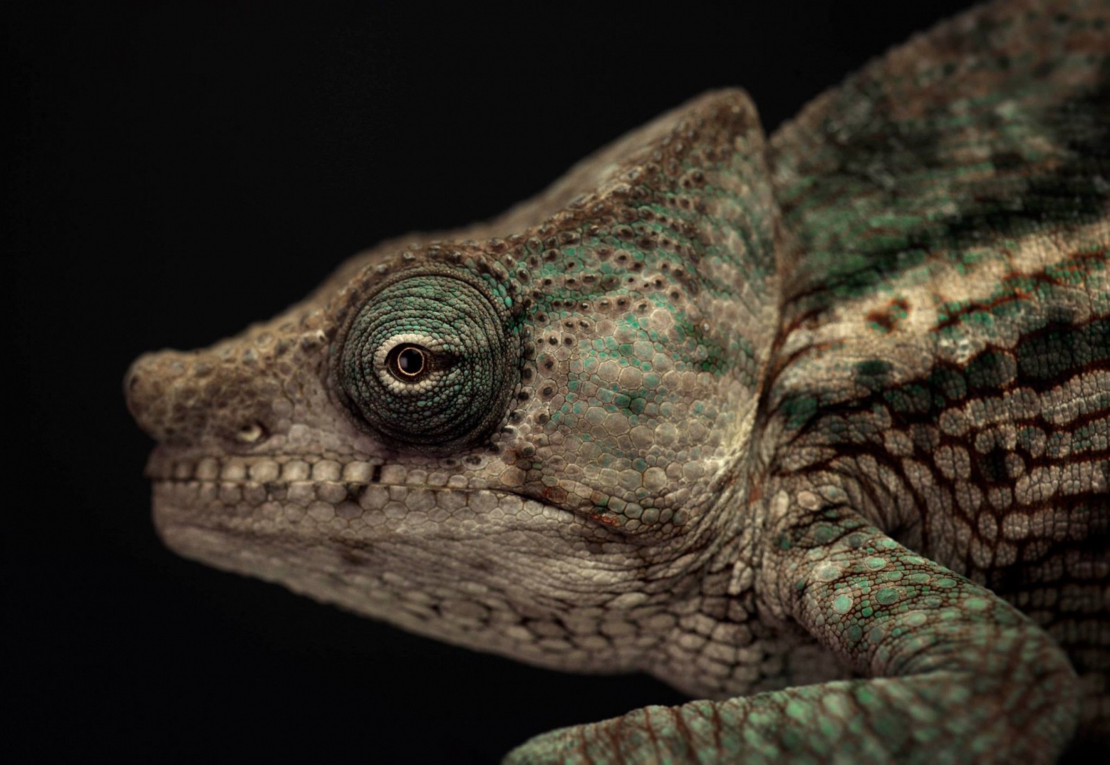 Animal Portraits by Vincent Lagrange_4