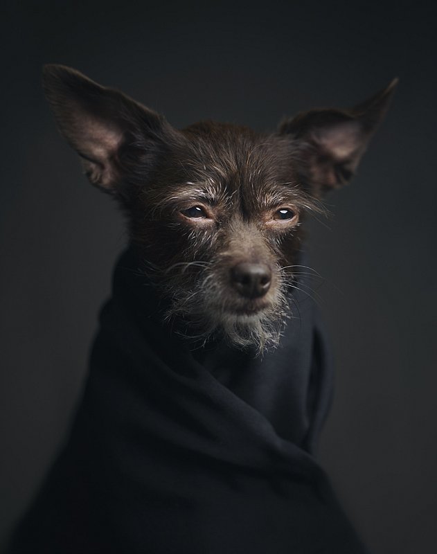 Animal Portraits by Vincent Lagrange_7