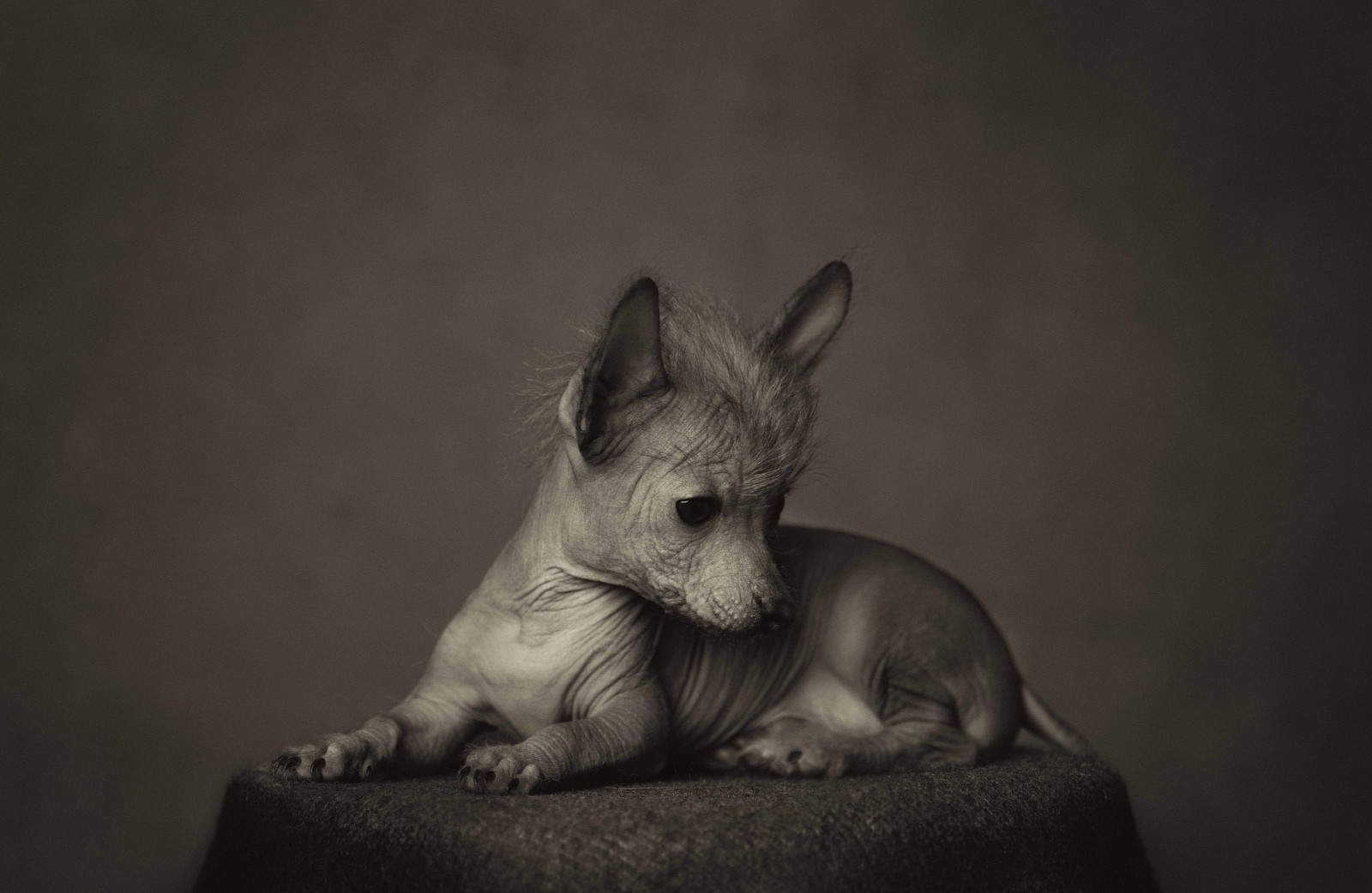 Animal Portraits by Vincent Lagrange_8
