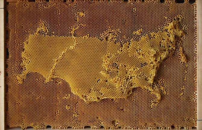 Beeswax Maps Of The World