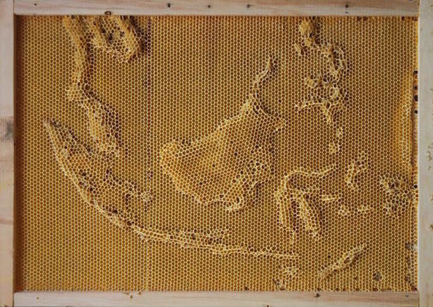 Beeswax Maps Of The World_3