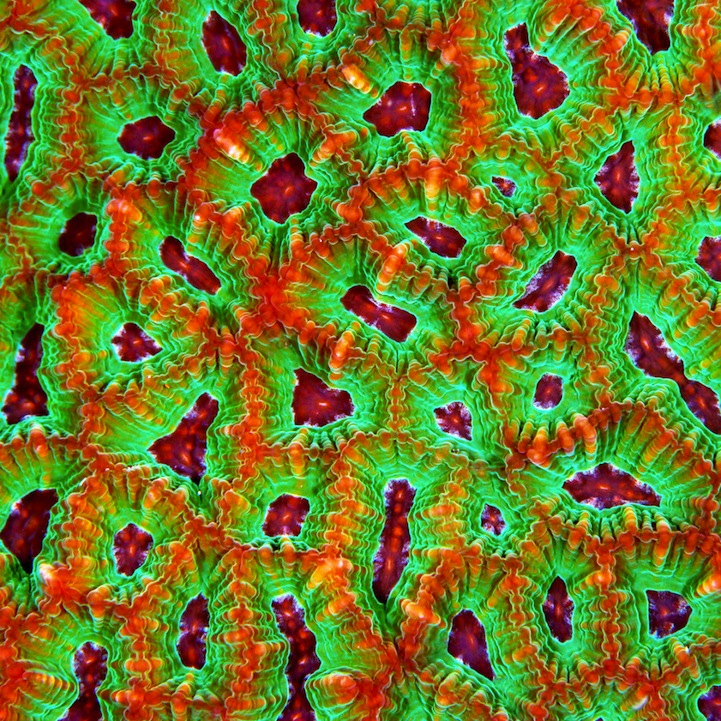 Fascinating Macro Shots of Underwater Coral_0