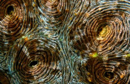 Fascinating Macro Shots of Underwater Coral