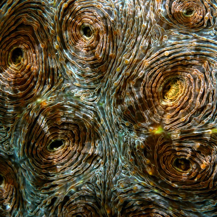 Fascinating Macro Shots of Underwater Coral_1