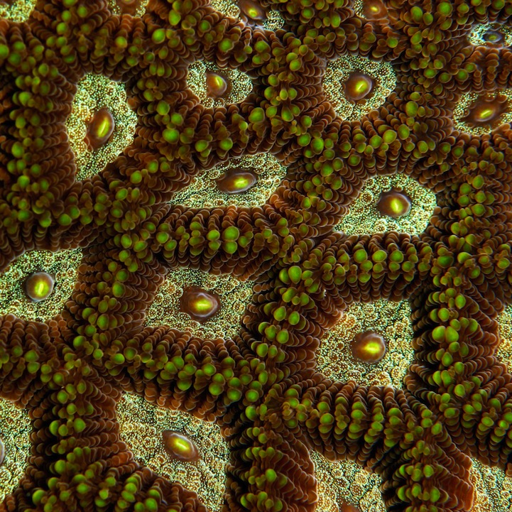 Fascinating Macro Shots of Underwater Coral_2
