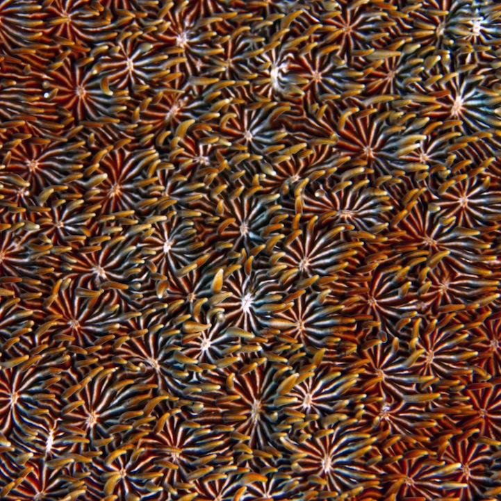 Fascinating Macro Shots of Underwater Coral_3