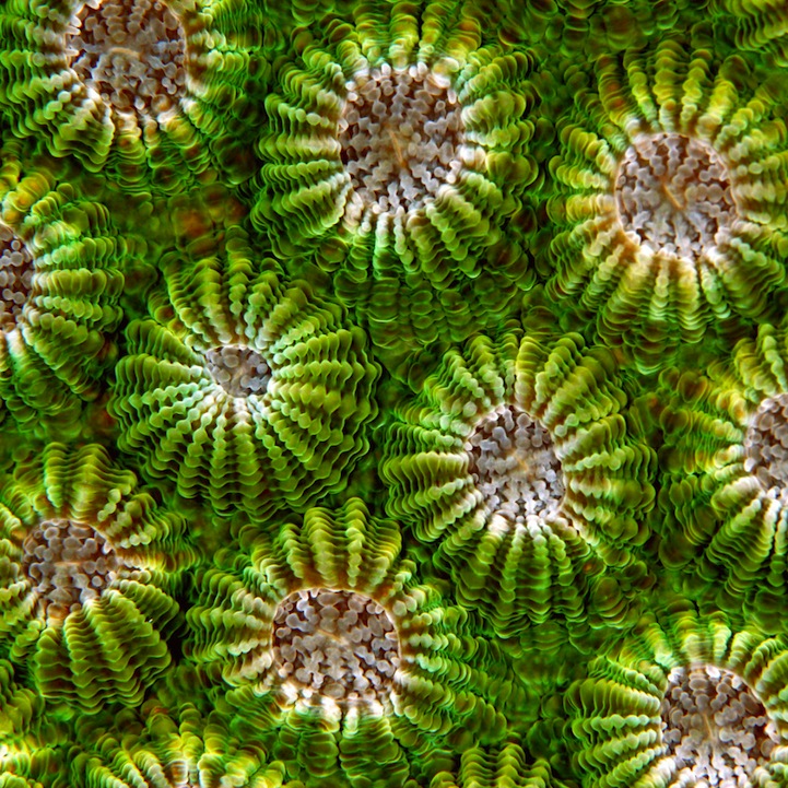 Fascinating Macro Shots of Underwater Coral_4