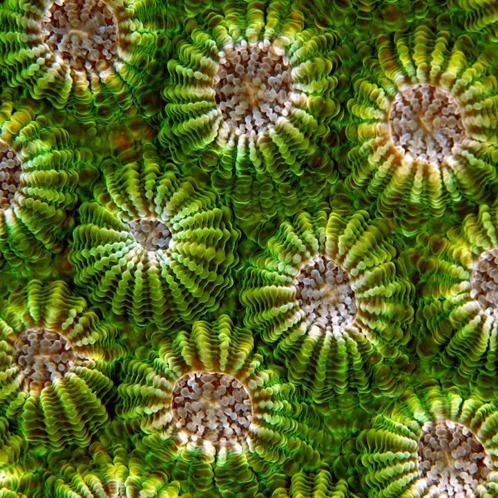 Fascinating Macro Shots of Underwater Coral_4