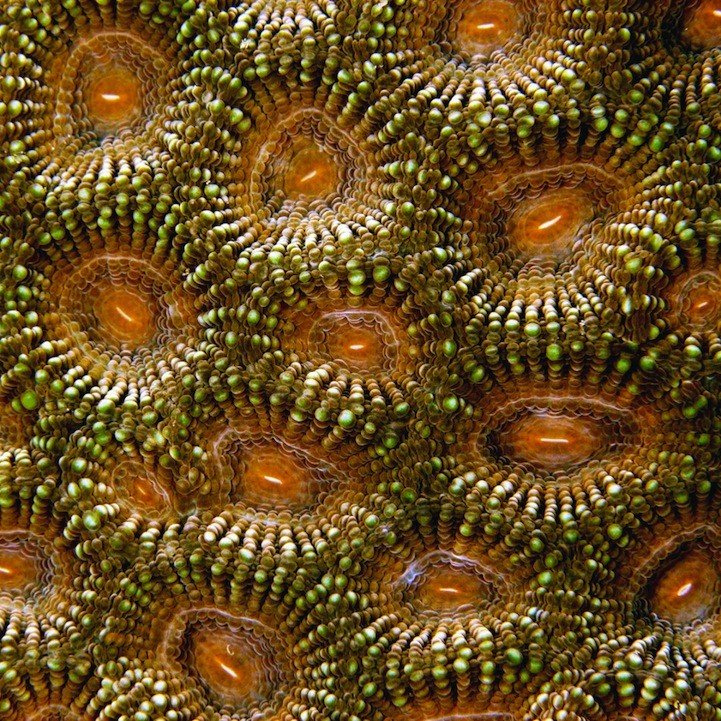 Fascinating Macro Shots of Underwater Coral_5