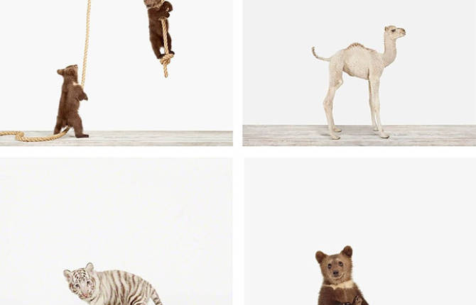 Handmade Animal Portraits