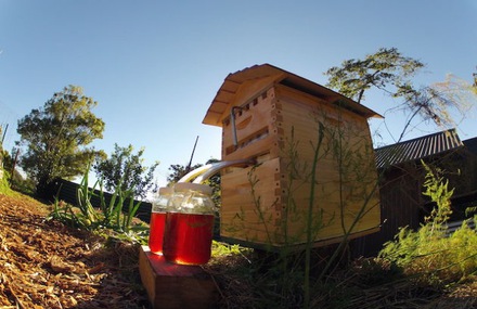 Honey Directly From The Beehive