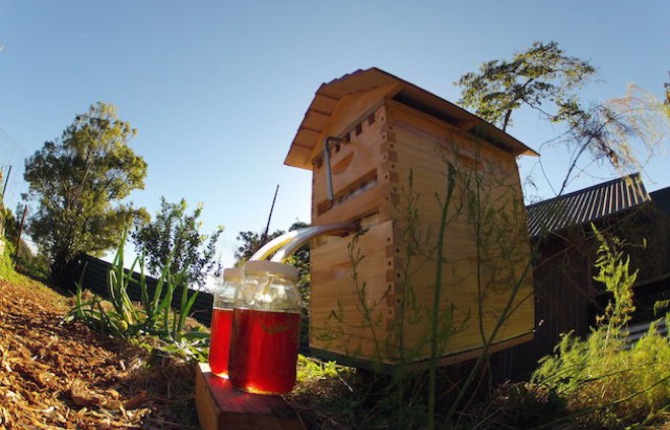 Honey Directly From The Beehive