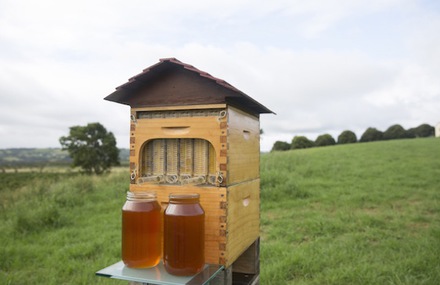 Honey Directly From The Beehive