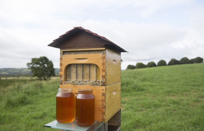 Honey Directly From The Beehive