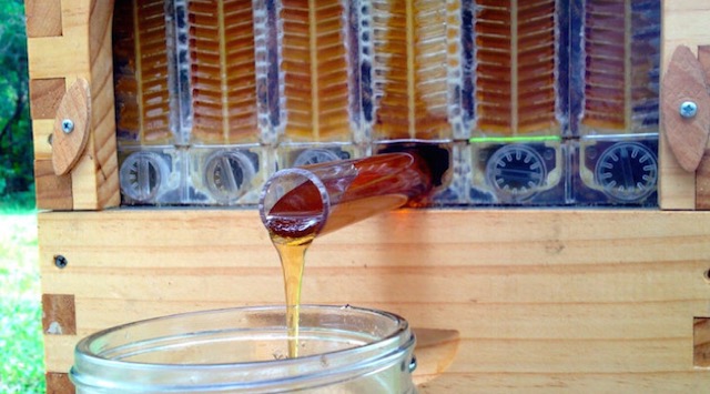 Honey Directly From The Beehive_4