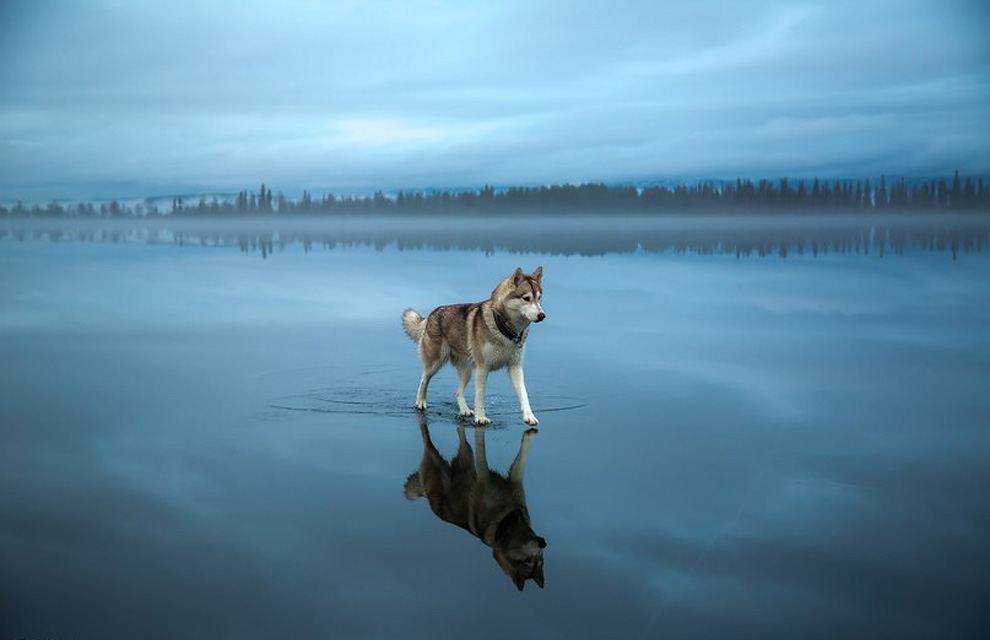 Siberian Husky On A Frozen Lake_0
