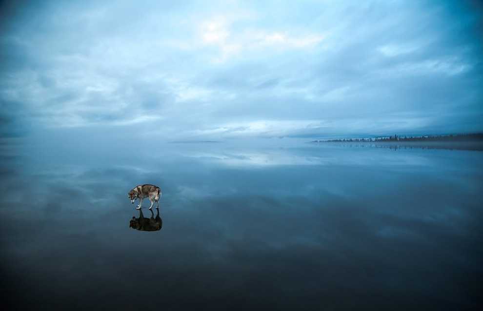 Siberian Husky On A Frozen Lake_1