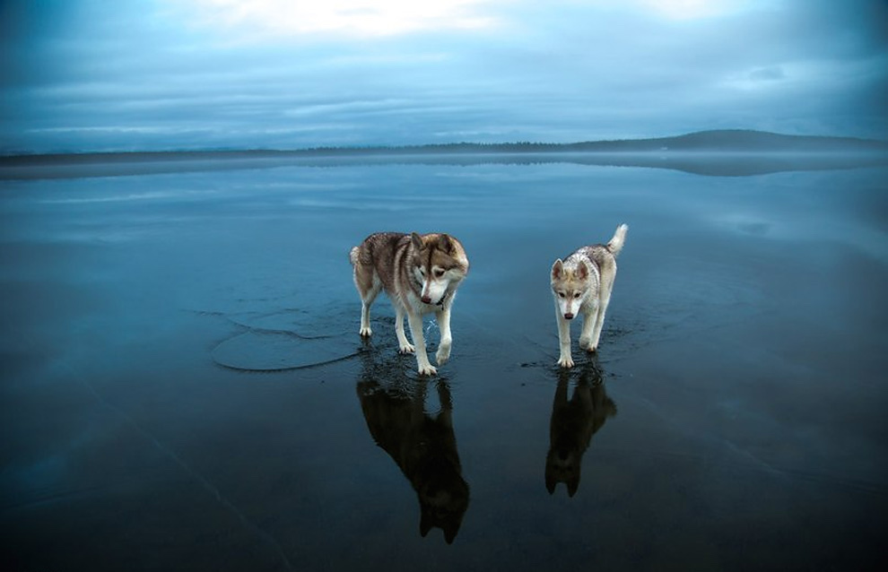 Siberian Husky On A Frozen Lake_10