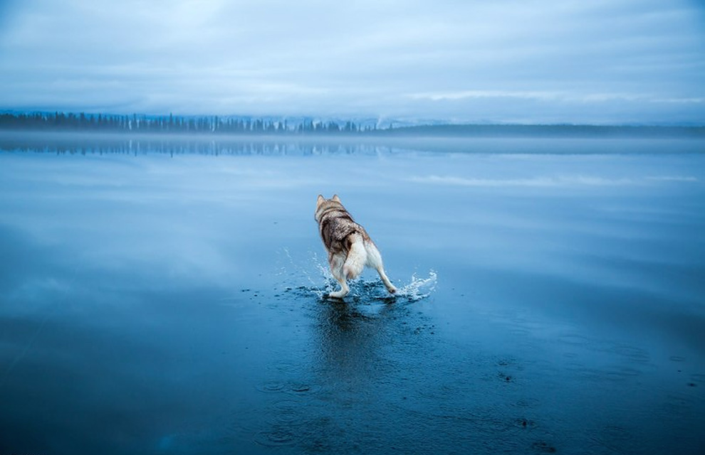 Siberian Husky On A Frozen Lake_11