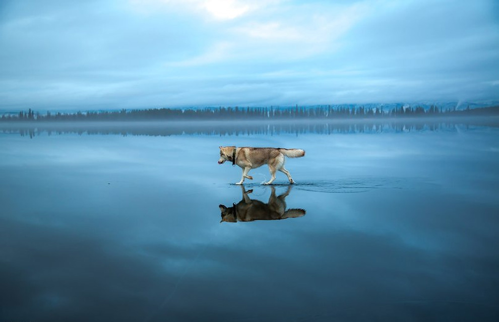 Siberian Husky On A Frozen Lake_12