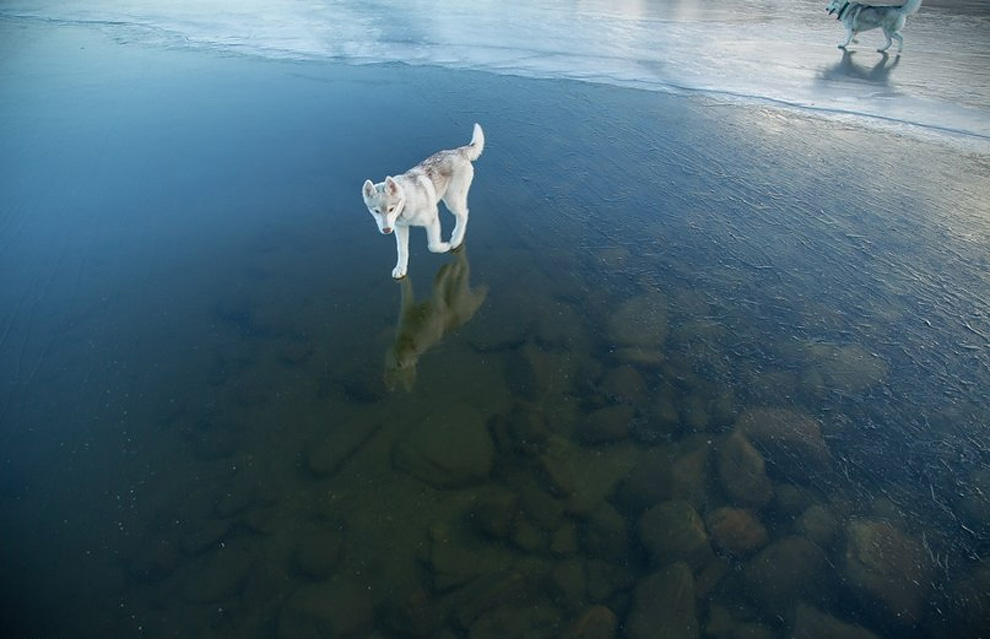 Siberian Husky On A Frozen Lake_13