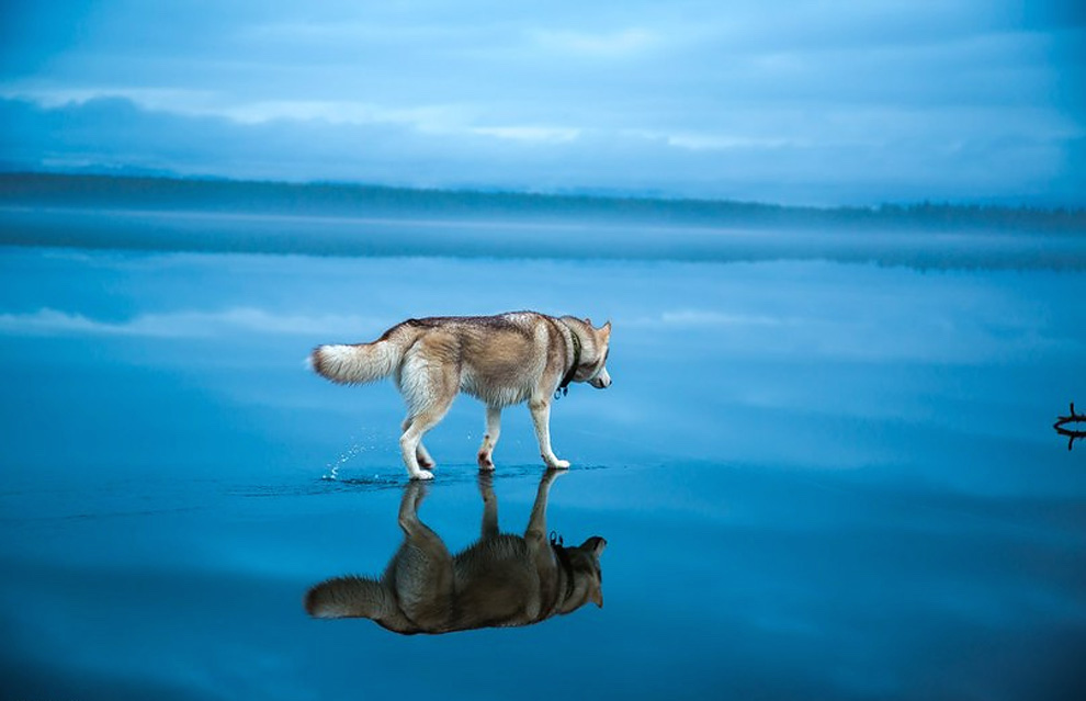 Siberian Husky On A Frozen Lake_2