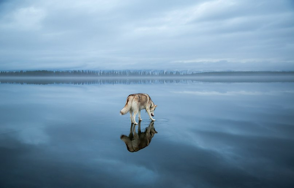 Siberian Husky On A Frozen Lake_4