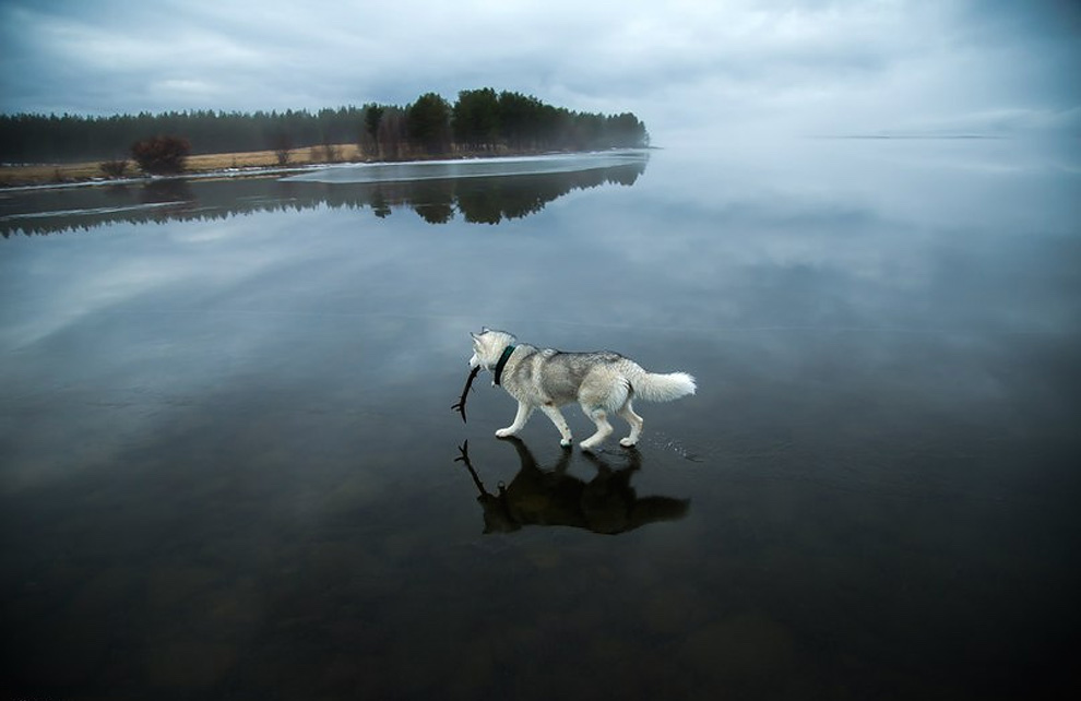 Siberian Husky On A Frozen Lake_5