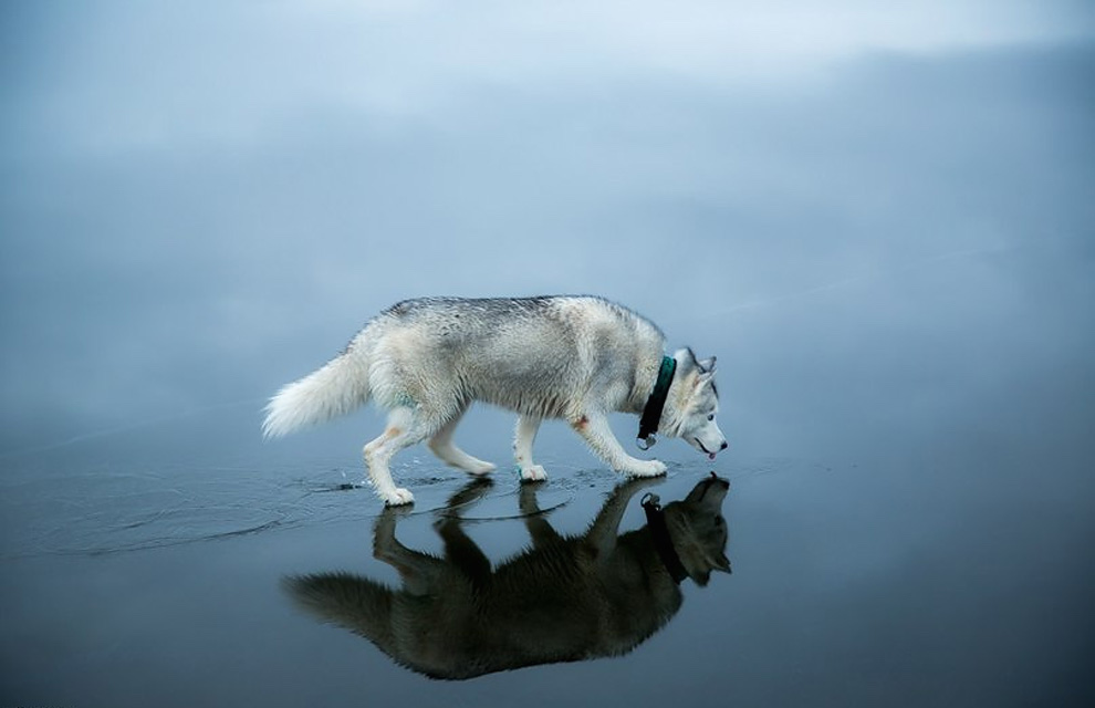 Siberian Husky On A Frozen Lake_6