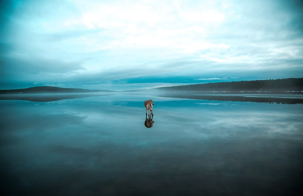 Siberian Husky On A Frozen Lake_7