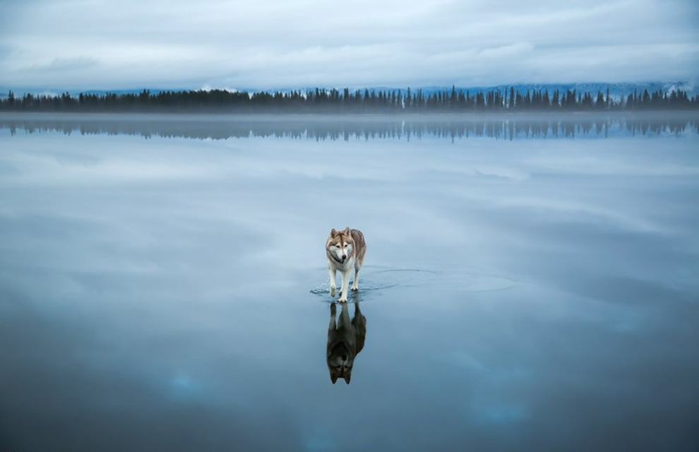 Siberian Husky On A Frozen Lake_8