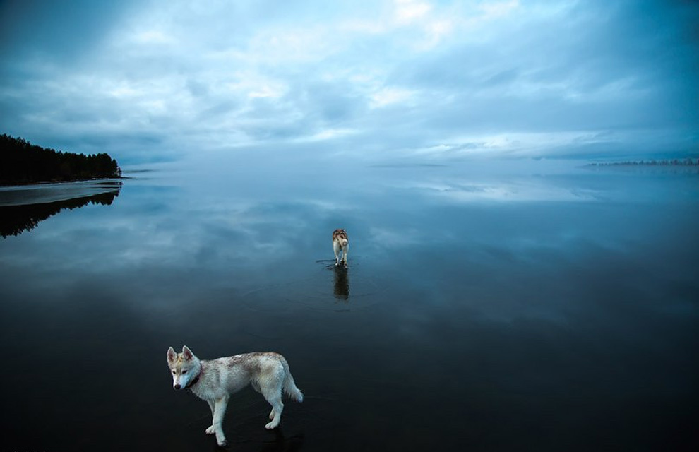 Siberian Husky On A Frozen Lake_9