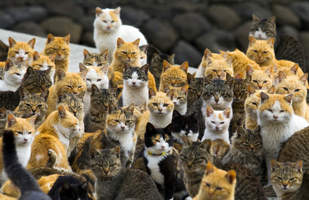 The Japanese Cat Island