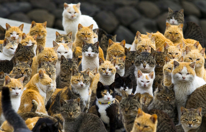 The Japanese Cat Island