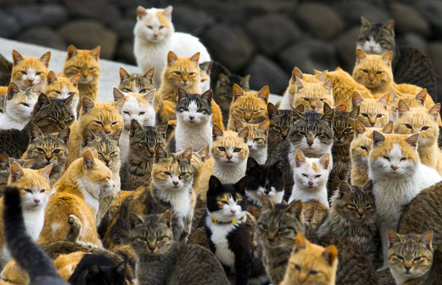 The Japanese Cat Island