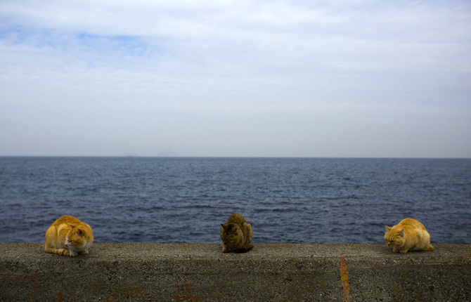 The Japanese Cat Island