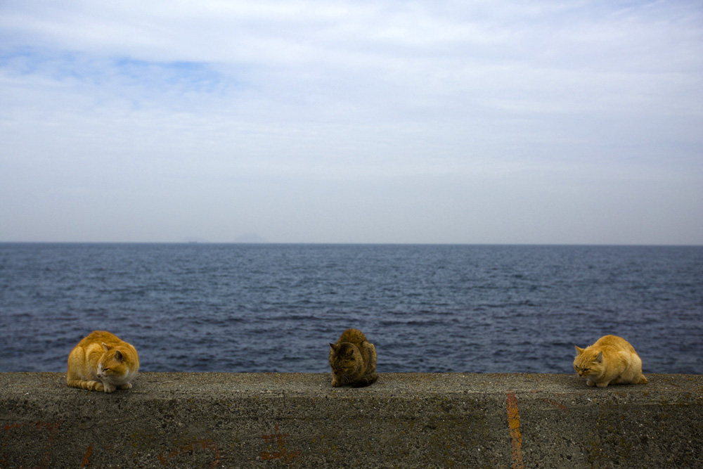 Cats sit on a wall overlooking the sea on Aoshima Island in Ehime prefecture in southern Japan