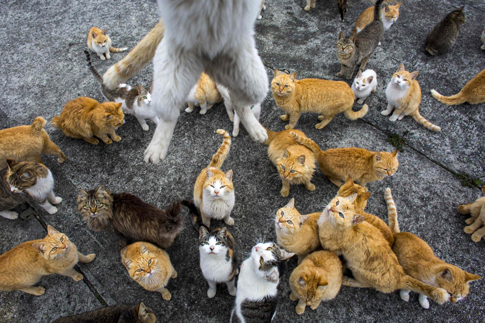 A cat leaps at the photographer to snatch his lunch snack on Aoshima Island in the Ehime prefecture in southern Japan