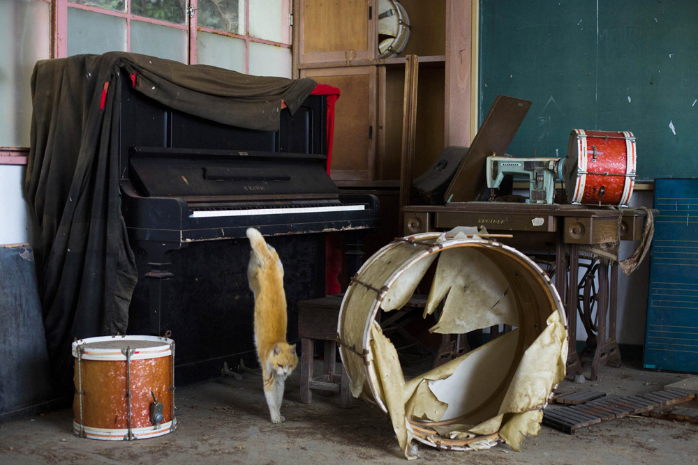 A cat jumps off a piano in the music room of a derelict school on Aoshima Island in the Ehime prefecture in southern Japan