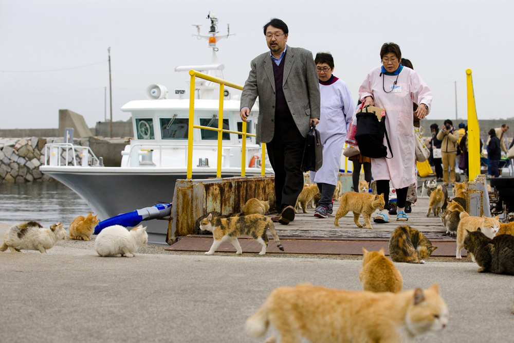Cats surround people as they get off a boat at the harbour on Aoshima Island in Ehime prefecture in southern Japan