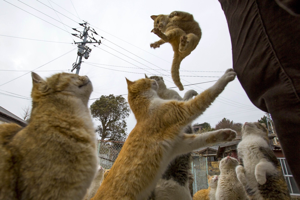 Cats beg for food on Aoshima Island in Ehime prefecture in southern Japan